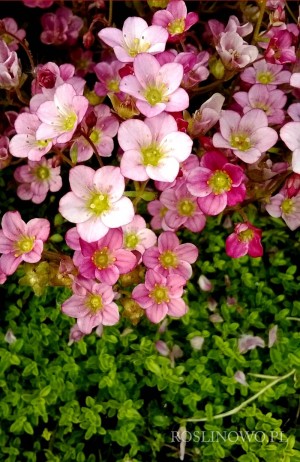 Skalnica Arendsa 'Pink Carpet' (Saxifraga arendsii)